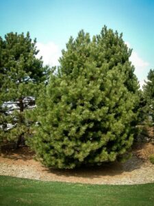 Сосна Чёрная (Pinus Nigra) купить по цене от 270.00р. в интернет-магазине «Посадика» с доставкой почтой в в Мариинский Посаде и по всей России – [изображение №1].