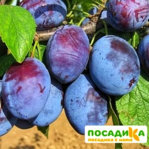 Слива Чачакская ранняя купить по цене от 229.00р. в интернет-магазине «Посадика» с доставкой почтой в в Мариинский Посаде и по всей России – [изображение №1].