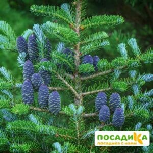 Пихта корейская (Abies koreana) купить по цене от 450.00р. в интернет-магазине «Посадика» с доставкой почтой в в Мариинский Посаде и по всей России – [изображение №1].