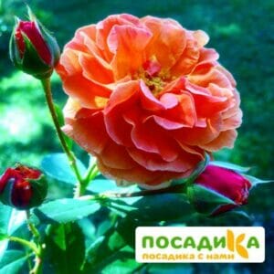 Роза Арабия купить по цене от 350.00р. в интернет-магазине «Посадика» с доставкой почтой в в Мариинский Посаде и по всей России – [изображение №1].