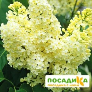 Сирень Примроуз (Primrose) купить по цене от 529.00р. в интернет-магазине «Посадика» с доставкой почтой в в Мариинский Посаде и по всей России – [изображение №1].