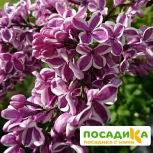 Сирень Сенсация купить по цене от 529.00р. в интернет-магазине «Посадика» с доставкой почтой в в Мариинский Посаде и по всей России – [изображение №1].