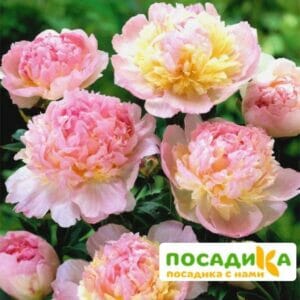 Пион Распберри Сандей (Paeonia Raspberry Sundae) купить по цене от 959р. в интернет-магазине «Посадика» с доставкой почтой в в Мариинский Посаде и по всей России – [изображение №1].