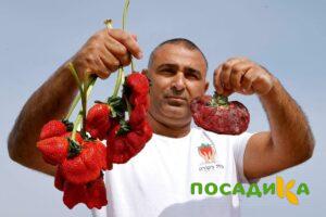 Клубника Гигант Джорнея купить по цене от 266р. в интернет-магазине «Посадика» с доставкой почтой в в Мариинский Посаде и по всей России – [изображение №1].