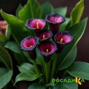 Калла Аура Лейс купить по цене от 400р. в интернет-магазине «Посадика» с доставкой почтой в в Мариинский Посаде и по всей России – [изображение №1].