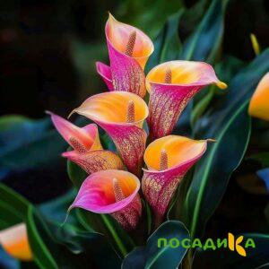 Калла Оникс купить по цене от 450р. в интернет-магазине «Посадика» с доставкой почтой в в Мариинский Посаде и по всей России – [изображение №1].