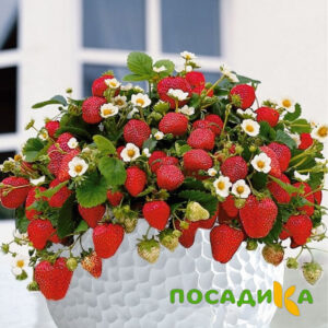 Клубника Рубиновый Шепот (горшечная) купить по цене от 240р. в интернет-магазине «Посадика» с доставкой почтой в в Мариинский Посаде и по всей России – [изображение №1].