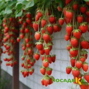 Клубника вьющаяся Комплимент купить по цене от 470р. в интернет-магазине «Посадика» с доставкой почтой в в Мариинский Посаде и по всей России – [изображение №1].
