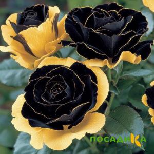 Роза Ханни Сикл купить по цене от 700р. в интернет-магазине «Посадика» с доставкой почтой в в Мариинский Посаде и по всей России – [изображение №1].