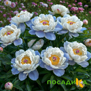 Пион акварельный Этюд купить по цене от 806р. в интернет-магазине «Посадика» с доставкой почтой в в Мариинский Посаде и по всей России – [изображение №1].