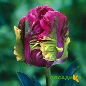 Тюльпан Экзотик Хэвен купить по цене от 186р. в интернет-магазине «Посадика» с доставкой почтой в в Мариинский Посаде и по всей России – [изображение №1].