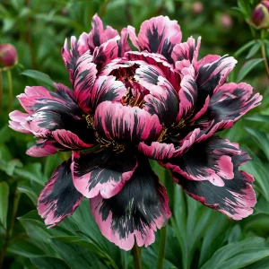 Пион Дроп Руби купить по цене от 469р. в интернет-магазине «Посадика» с доставкой почтой в в Мариинский Посаде и по всей России – [изображение №1].