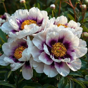 Пион Эко Саммер купить по цене от 548р. в интернет-магазине «Посадика» с доставкой почтой в в Мариинский Посаде и по всей России – [изображение №1].