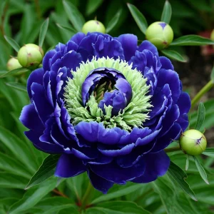 Пион Дримвивер купить по цене от 417р. в интернет-магазине «Посадика» с доставкой почтой в в Мариинский Посаде и по всей России – [изображение №1].